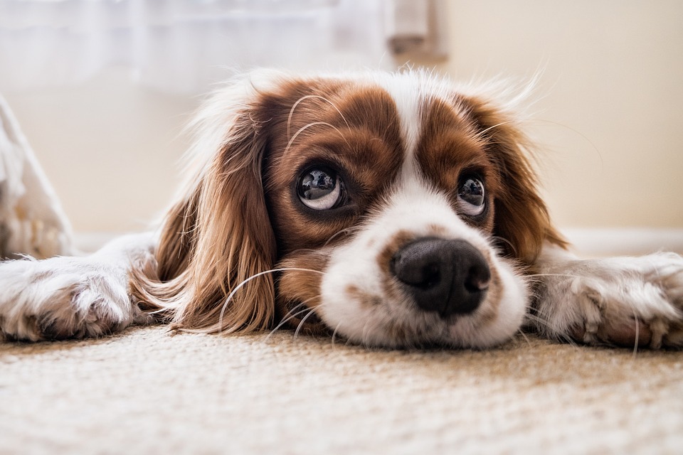 Dog, Sad, Waiting, Floor, Sad Dog, Pet, Puppy, Animal