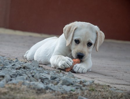 Dog, Carrot, Labrador, Animal, Cute