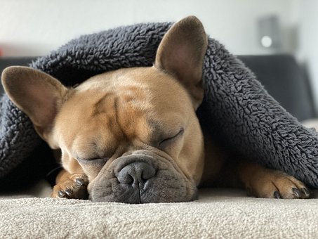 French Bulldog, Dog, Animal, Sleep